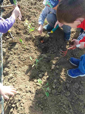 Sadnja biljaka u dječjem vrtiću - slika broj: 10